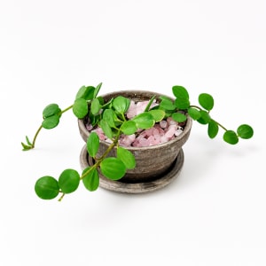 Small Table Plant Flower Bouquet