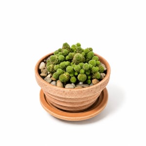 Small Table Plant Flower Bouquet