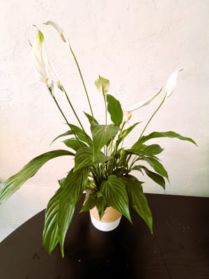 Simply Elegant Spathiphyllum