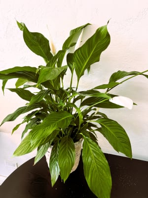 Simply Elegant Spathiphyllum