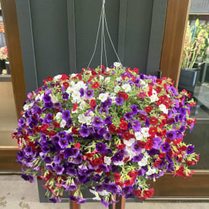 Hanging Flowering Basket (XL)