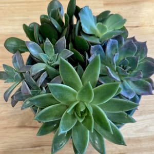 Ceramic Succulent Dish Garden