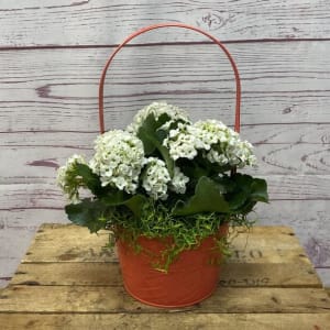 Blooming Kalanchoe Plant Flower Bouquet