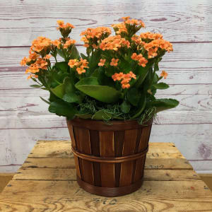 Blooming Kalanchoe Plant
