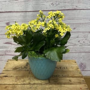 Blooming Kalanchoe Plant