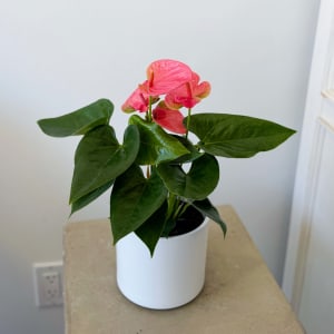 Potted Anthurium 5" Flower Bouquet