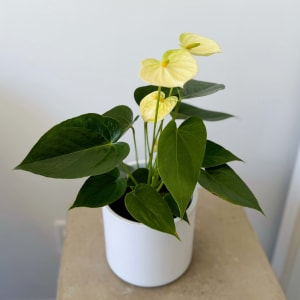 Potted Anthurium 5" Flower Bouquet