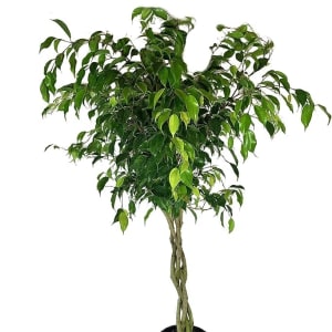 Ficus Tree Flower Bouquet