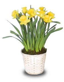Daffodil Plant Flower Bouquet
