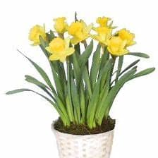 Daffodil Plant Flower Bouquet