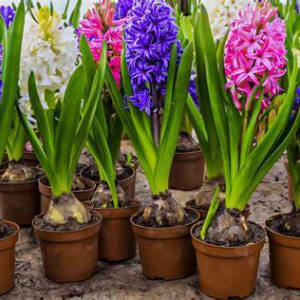 Hyacinth Plant Flower Bouquet