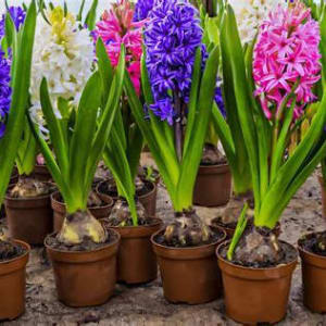 Hyacinth Plant Flower Bouquet