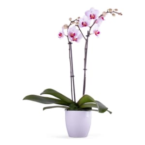 Phalaenopsis Orchid Plant Flower Bouquet