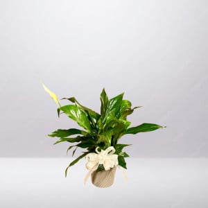 Peace Lily Plant Flower Bouquet