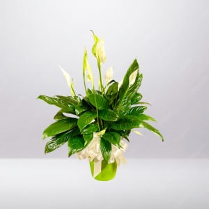 Peace Lily Plant Flower Bouquet