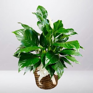 Peace Lily Plant Flower Bouquet