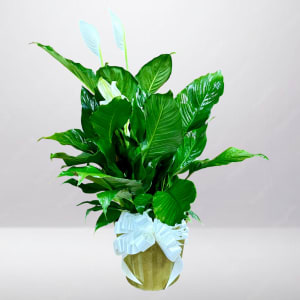 Peace Lily Plant Flower Bouquet