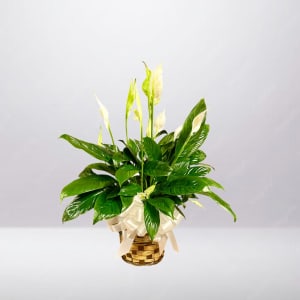 Peace Lily Plant Flower Bouquet