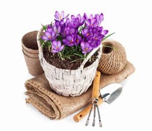 Crocus Plant Flower Bouquet