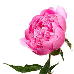 6 OR 12 Peonies in a Vase V-1413