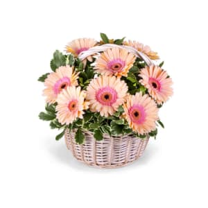Gerbera Basket Flower Bouquet