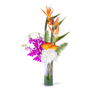 Flying Birds of Paradise