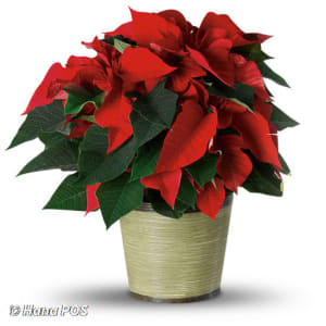Red Poinsettia Flower Bouquet