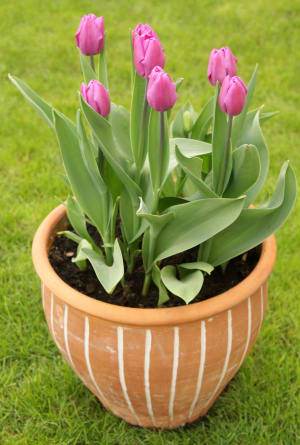 Tulip Plant Flower Bouquet