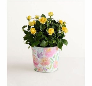 Rose Plant Flower Bouquet
