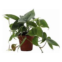 Green Philodendron Plant Flower Bouquet
