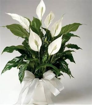 Peace Lily Plant Flower Bouquet