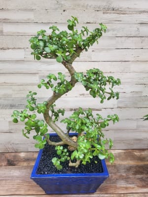Jade Bonsai Flower Bouquet