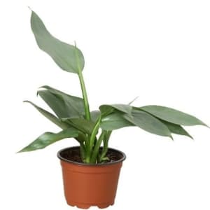 Small Plant 4" Flower Bouquet