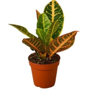 Small Plant 4" Flower Bouquet