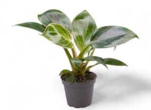 Small Plant 4" Flower Bouquet