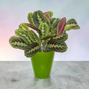 Prayer Plant Flower Bouquet