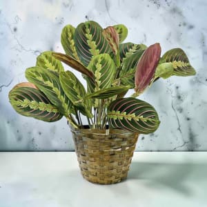 Prayer Plant Flower Bouquet