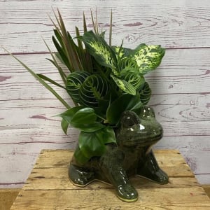 Dish Garden in Ceramic Frog Planter Flower Bouquet