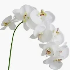 Bartow Boat 38"x 6.75"x 8" Flower Bouquet