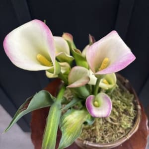 Calla Lily Plant