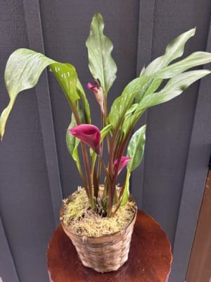 Calla Lily Plant