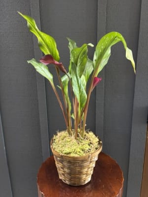 Calla Lily Plant
