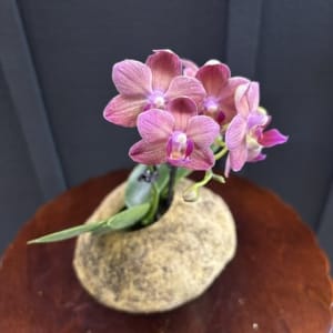 Blooming Orchid