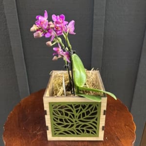 Blooming Orchid