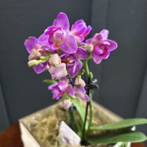 Blooming Orchid