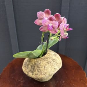 Blooming Orchid