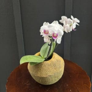 Blooming Orchid