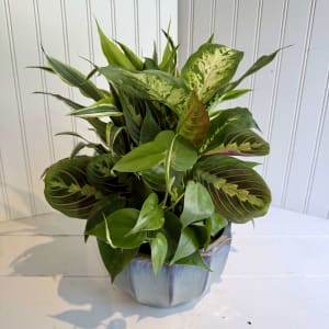 Dish Gardens Flower Bouquet