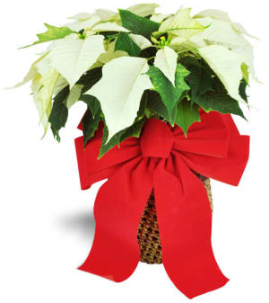 White Christmas Poinsettia Flower Bouquet