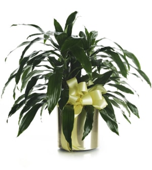 Dracaena Plant Flower Bouquet